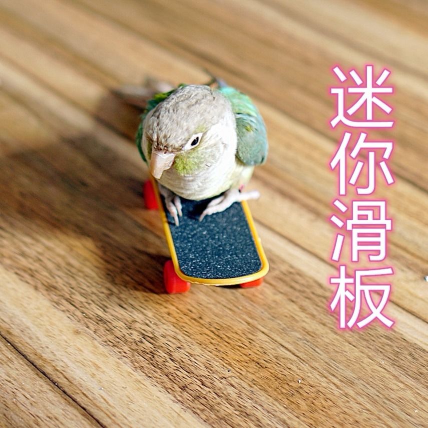 鹦鹉迷你滑板 小推车鹦鹉训练小 鹦鹉益智玩具