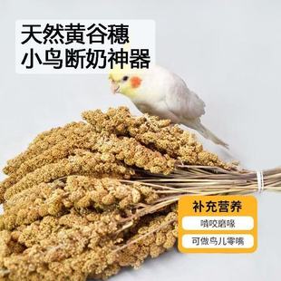 2025新黄谷穗 小米穗带壳谷子仓鼠营养粮食逗鼠棒 新鲜鸟食