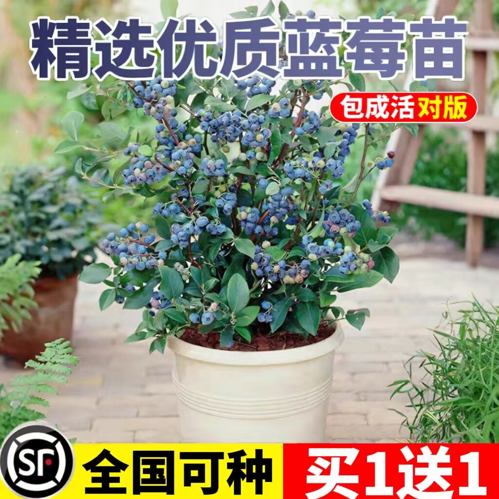 蓝莓树果苗盆栽特大号蓝莓苗带果子南北方易种植兔眼绿宝石果树苗