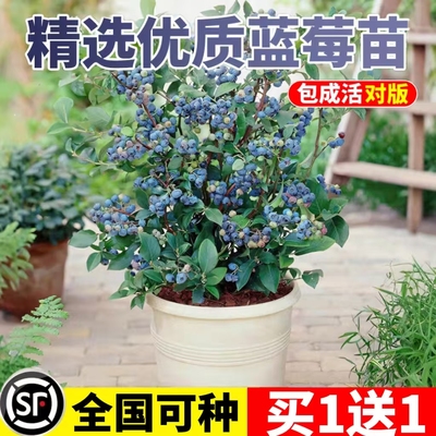 蓝莓树果苗盆栽特大号蓝莓苗带果子南北方易种植兔眼绿宝石果树苗