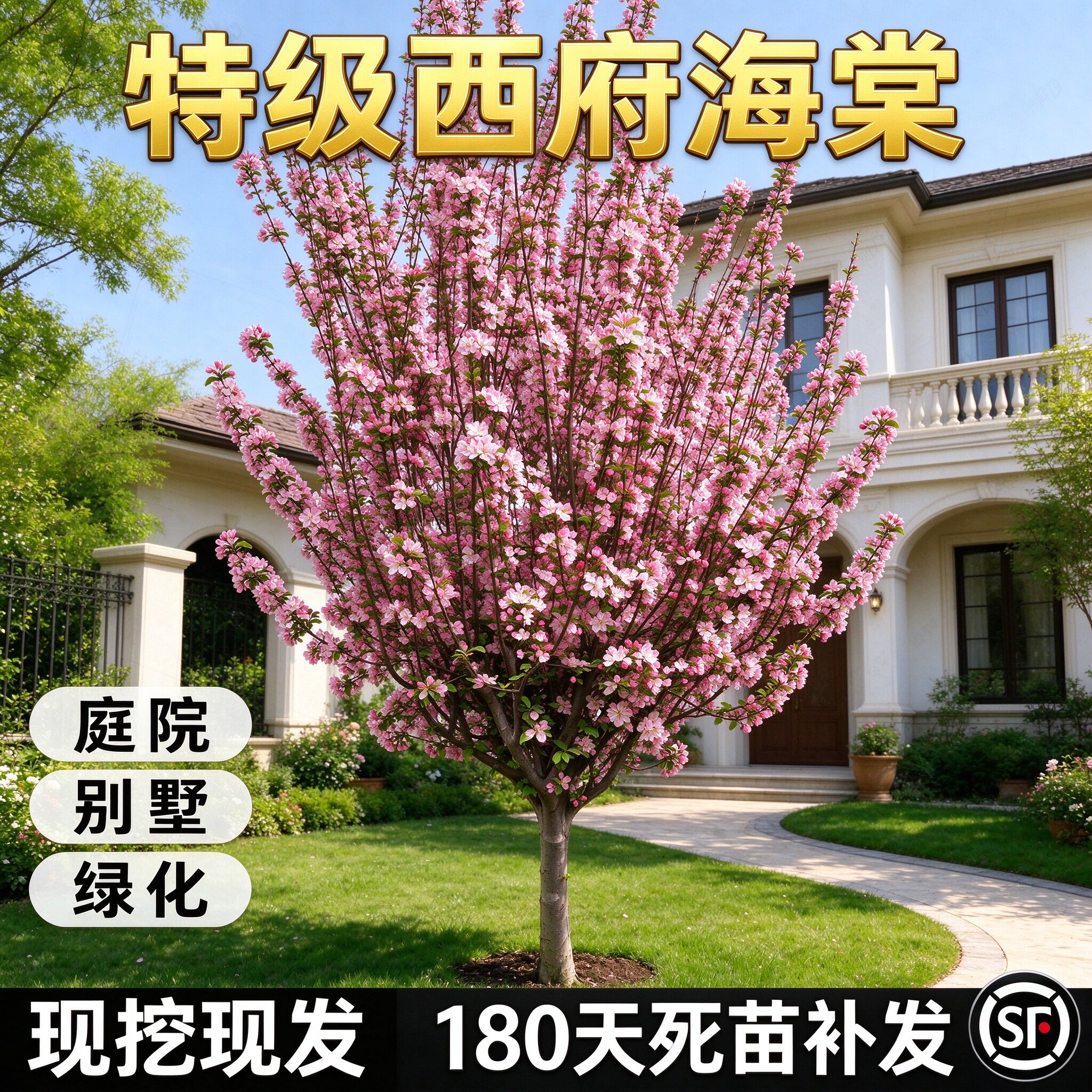 海棠树苗庭院地栽大树北美垂丝西府海棠花卉四季种植耐寒开花植物