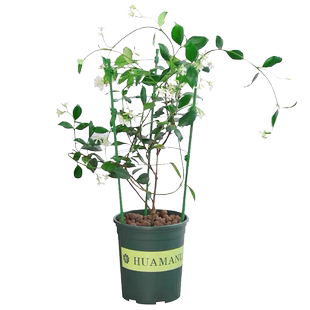风车茉莉爬藤花卉植物络石藤苗庭院盆栽四季常青银丝茉莉藤蔓耐寒