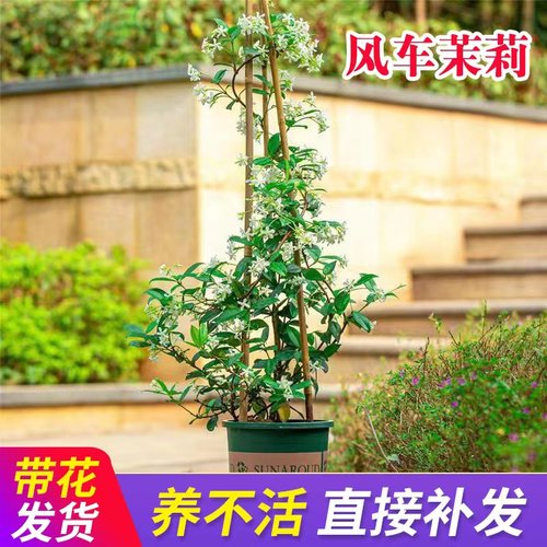 绿焉风车茉莉爬藤庭院春夏特香
