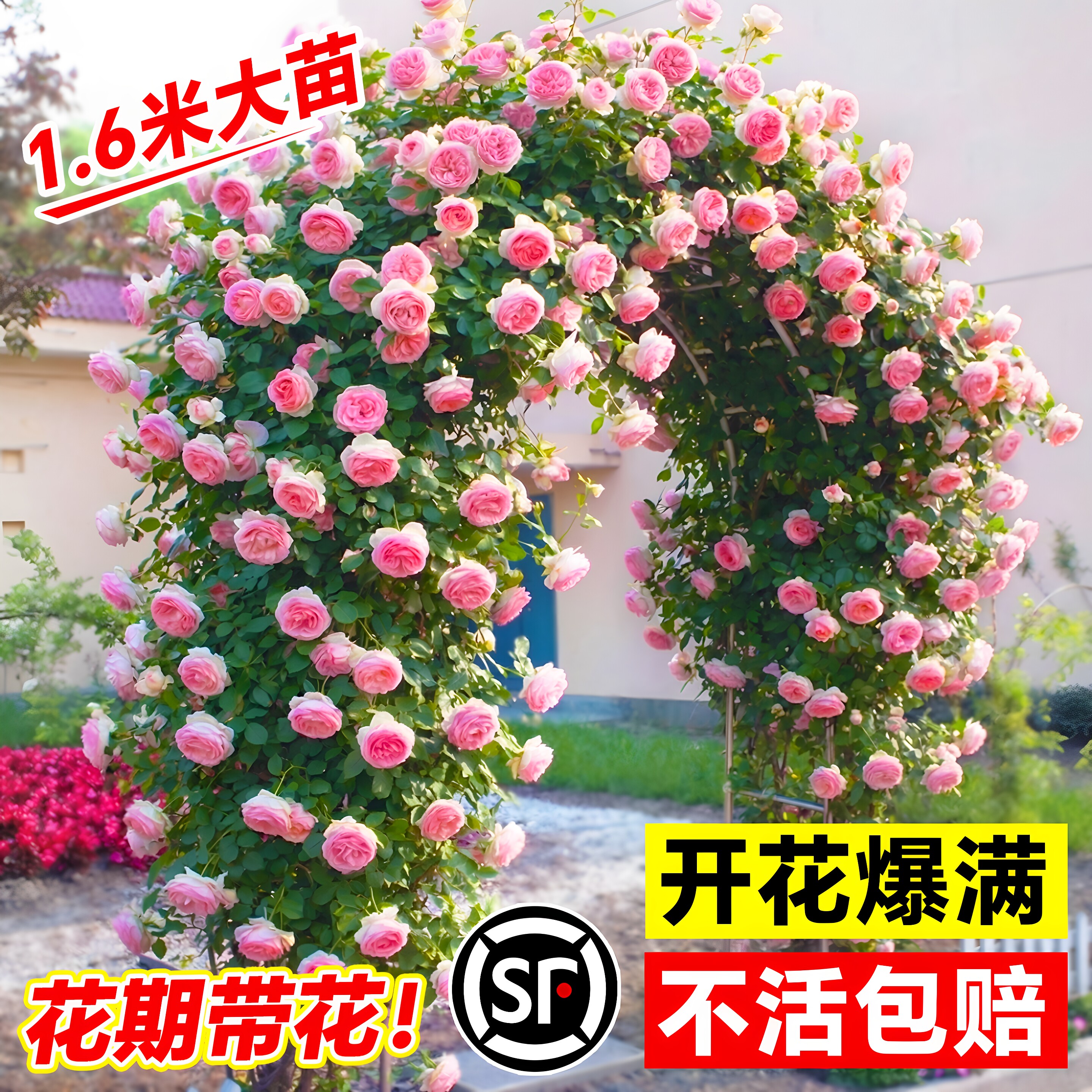 蔷薇花苗爬藤四季大苗开花庭院蒂娜爬墙藤本龙沙宝石月季花苗盆栽