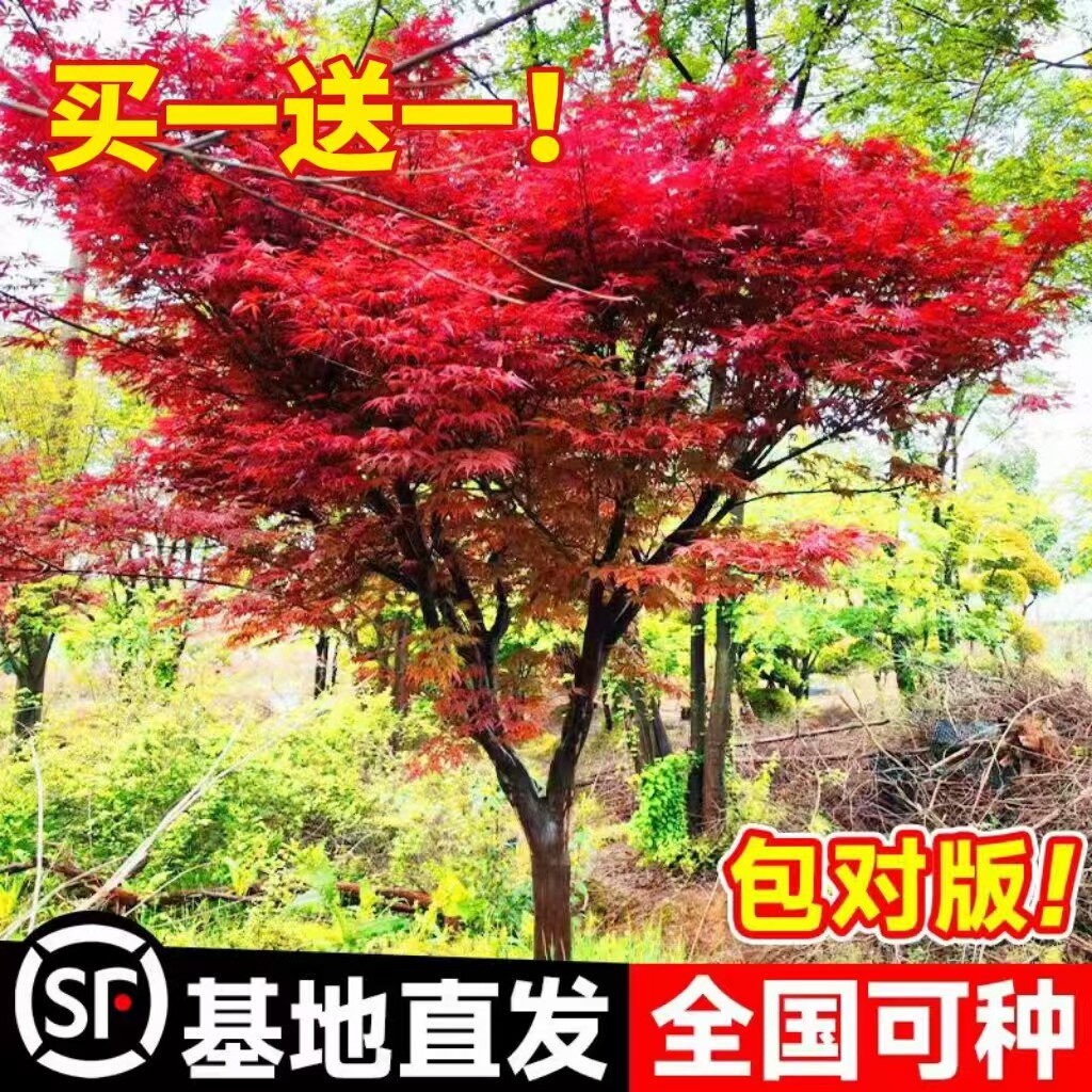 中国红枫树苗庭院三季红红舞姬正宗日本红枫绿化室外别墅植物花卉图片