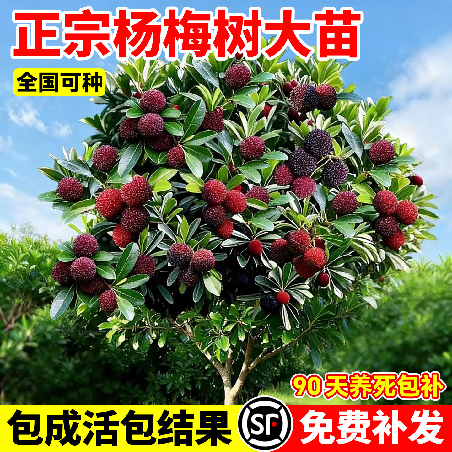 东魁杨梅树树苗耐寒盆栽苗场带土南北方嫁接果树果苗早熟当年结果