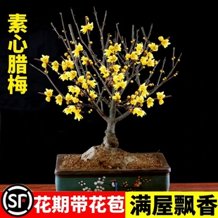 腊梅花树苗盆栽耐寒室内外庭院浓香冬天耐寒梅花盆景红梅老桩易活