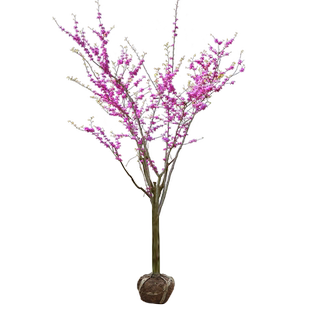 紫荆花树苗庭院别墅开花四季室外紫荆树苗耐寒绿化工程南北方种植