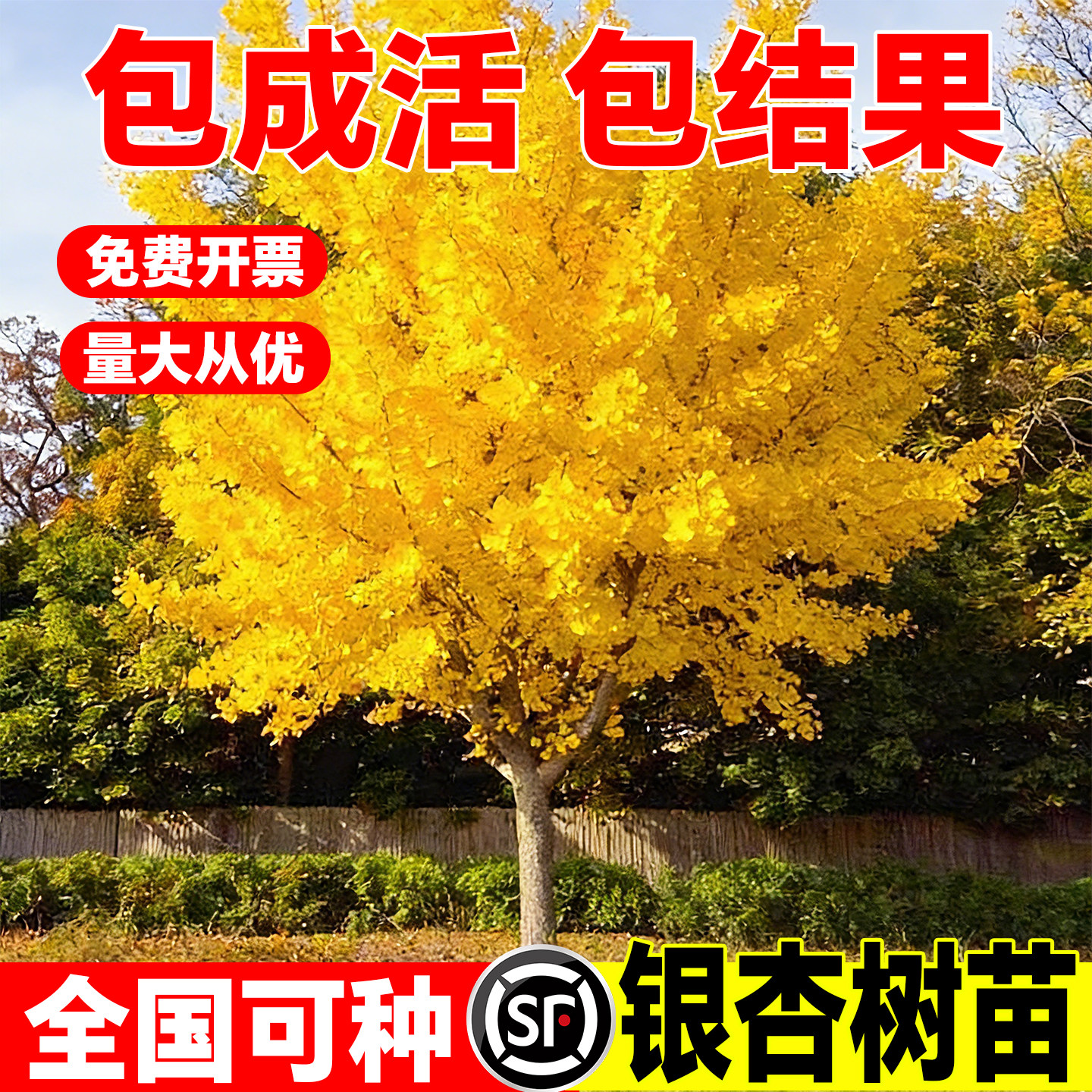 金叶银杏树苗白果活苗耐寒庭院别墅绿化行道树银杏大树南北方种植