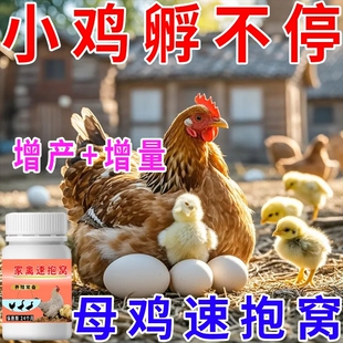 【小鸡孵化王】母鸡速抱窝专用孵化母鸡抱窝孵蛋小鸡破壳母鸡生蛋