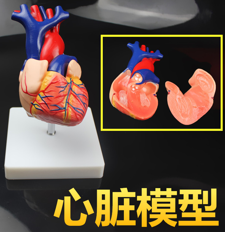 人体心脏结构展示模型解剖
