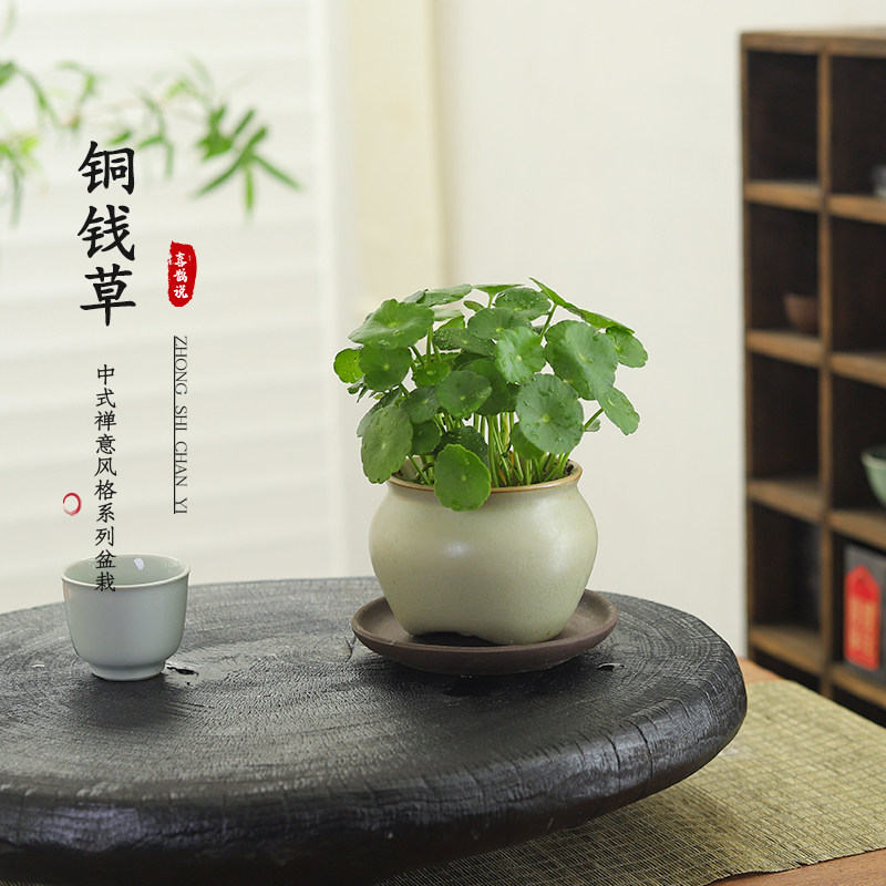 铜钱草盆栽室内桌面绿植花卉水培植物好养活四季常青净化空气盆景