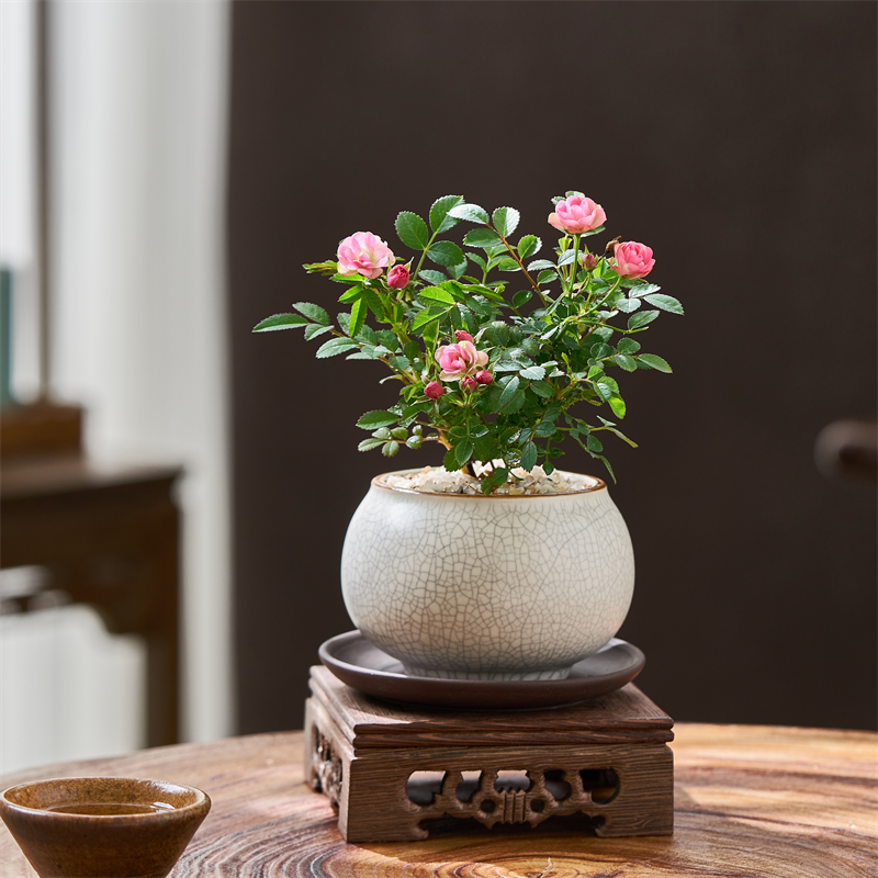 小月季桌面小盆栽精致趣味植物