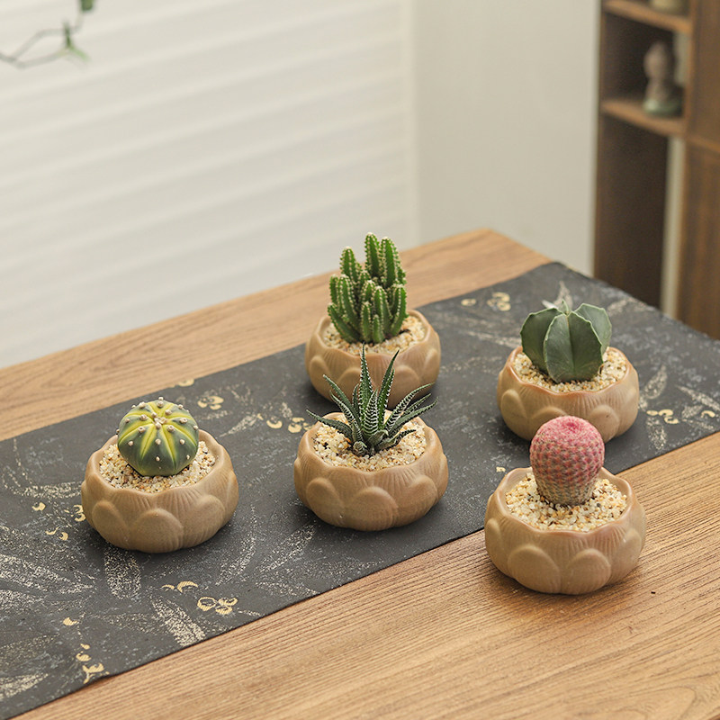 万重山多肉仙人球懒人室内四季好养盆景办公室桌面小型绿植物盆栽