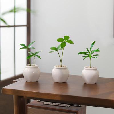 竹柏盆栽好养绿植摆件