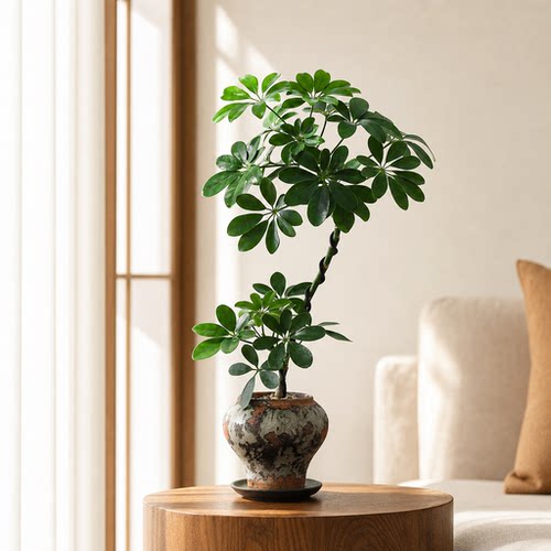 一盆鸭掌木，八方财源来