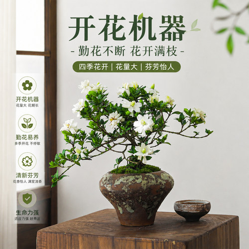 花量炸裂疯狂爆花浓香四溢