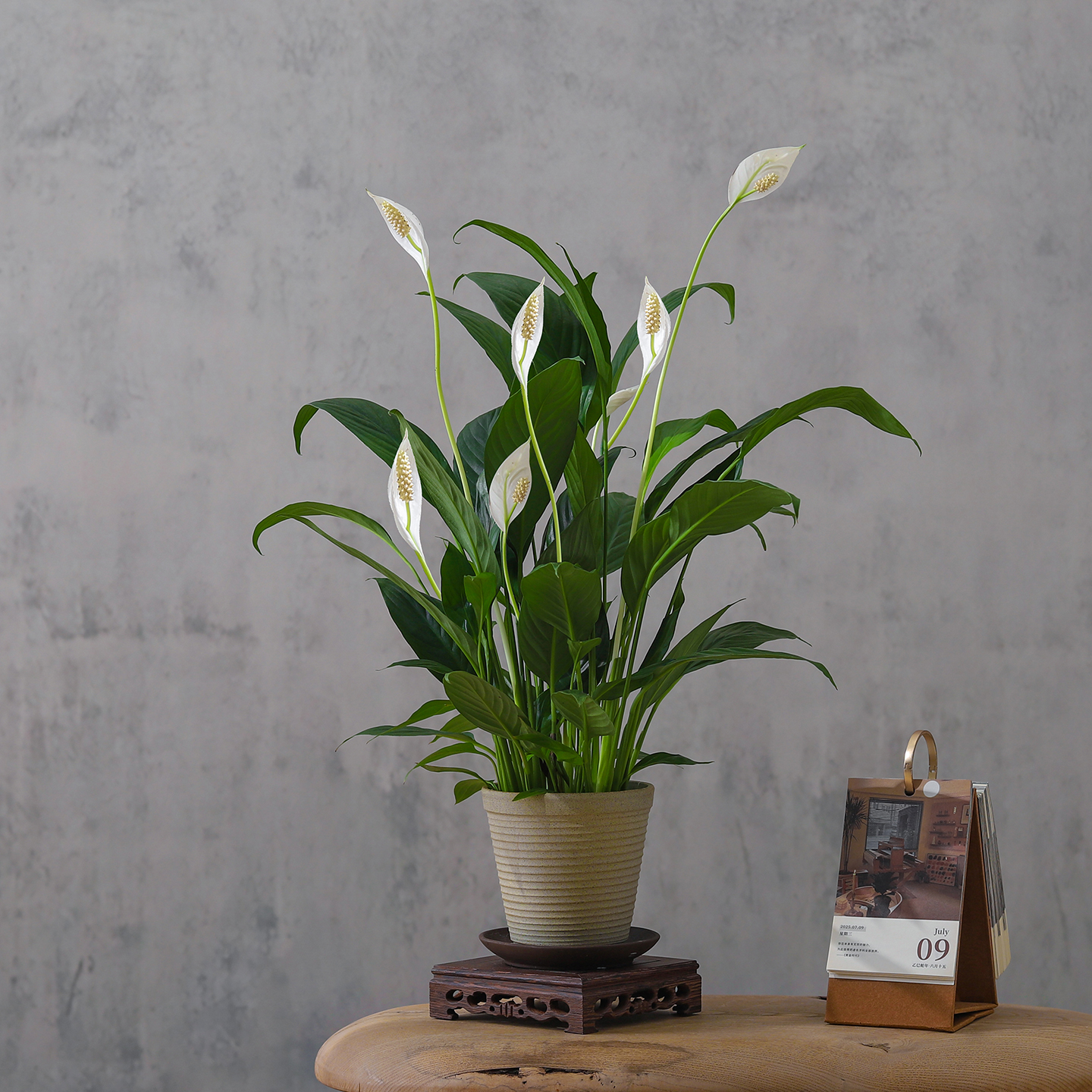 白掌盆栽室内净化空气花卉