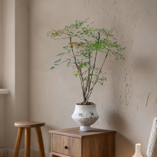 南天竹盆栽室内植物四季常青客厅办公室桌面好养花卉绿植净化空气