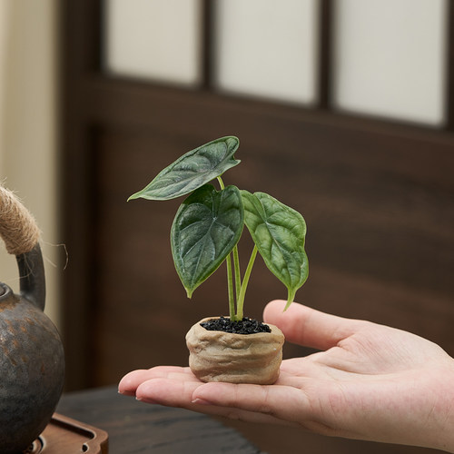 龙鳞海芋酒瓶兰狼尾蕨桌面盆景