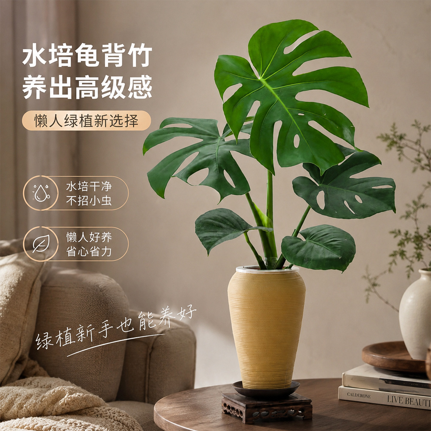 大叶龟背竹开背客厅桌面老桩水培绿植水养耐阴无土好养大盆栽盆景图片