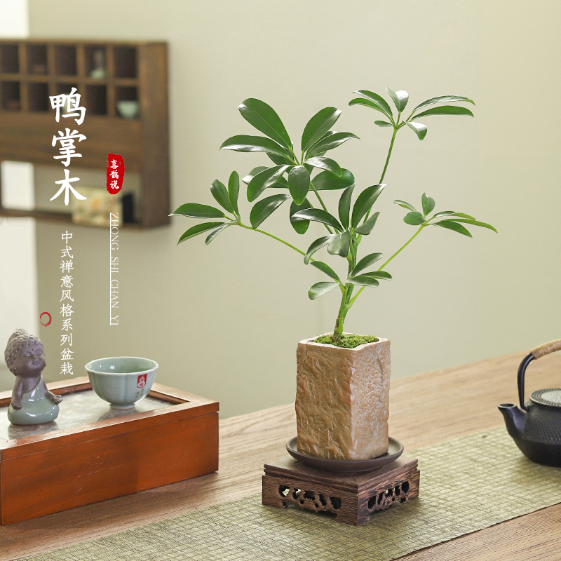 鸭脚木盆栽客厅室内桌面净化空气