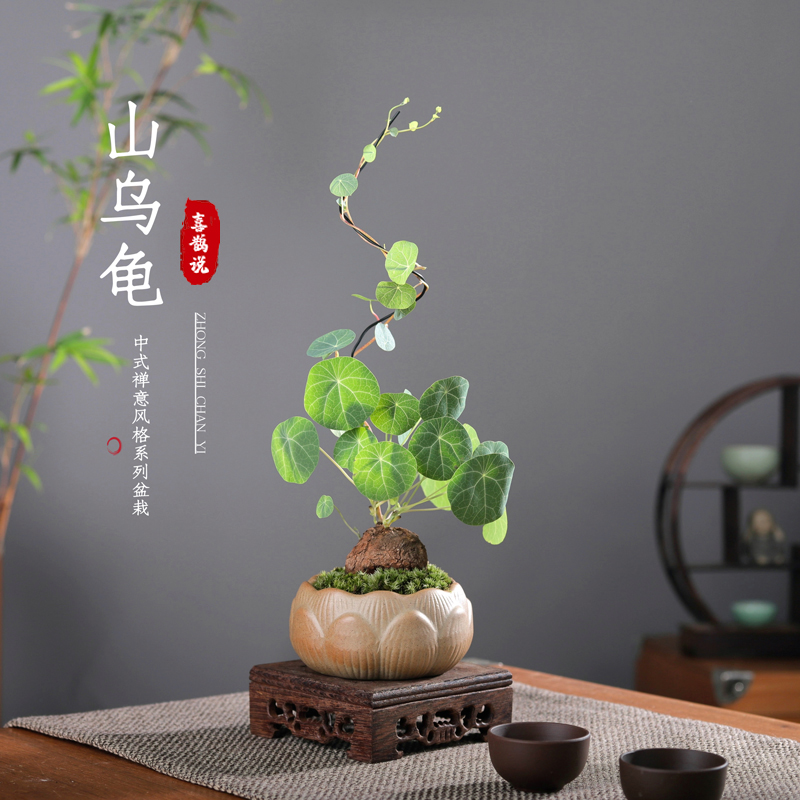 山乌龟金不换盆栽室内盆景好养