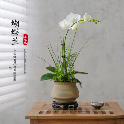 蝴蝶兰盆栽带花苞室内绿植