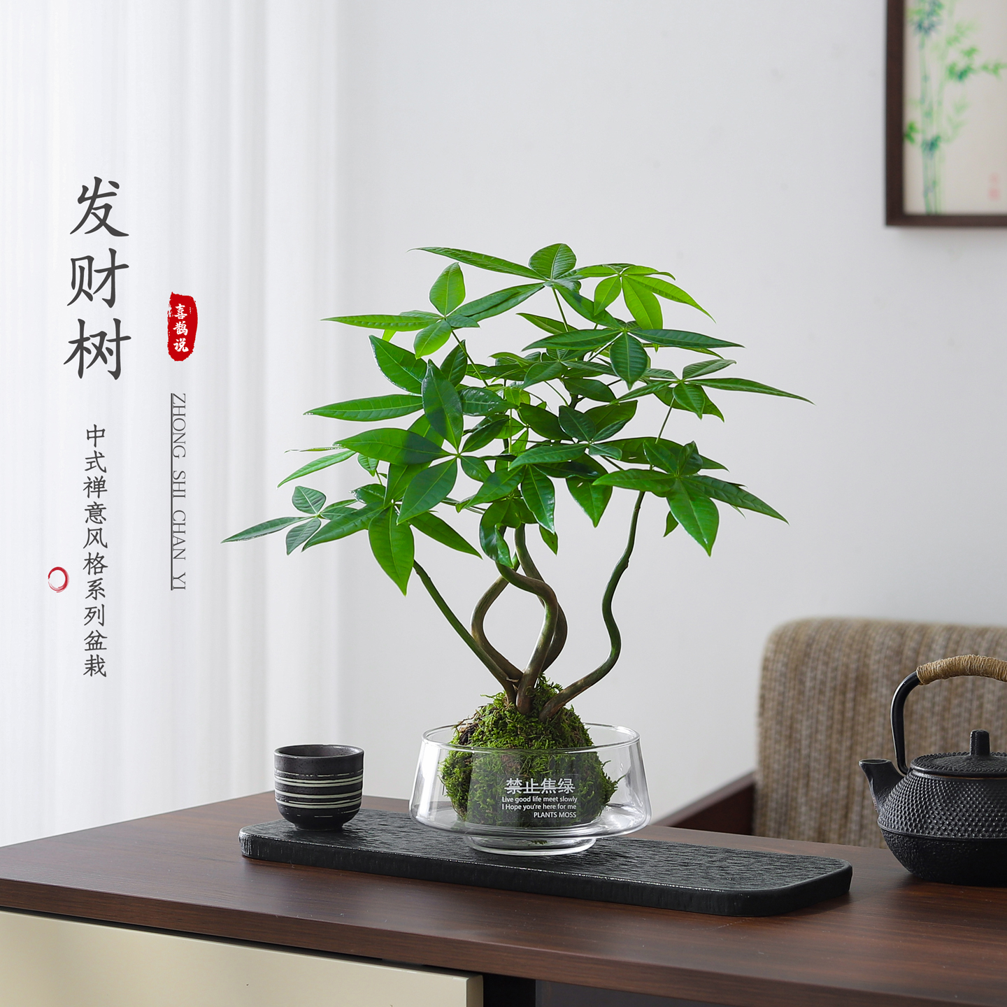 发财树苔藓球盆栽室内植物