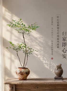 网红盆栽！净化空气绿植除甲醛