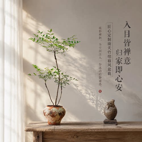网红盆栽！净化空气绿植除甲醛