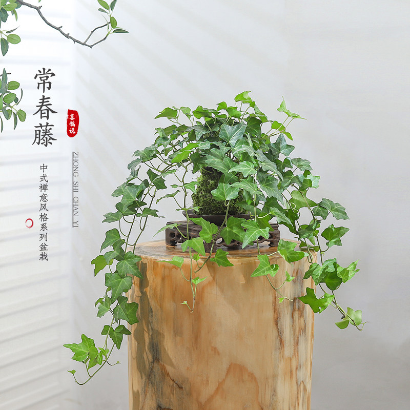 水培绿植常春藤盆栽客厅室内图片