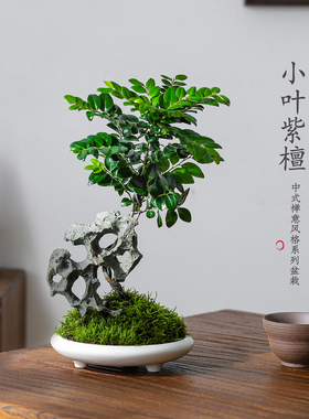 小叶紫檀盆栽诧寂风室内桌面客厅办公室好养花卉绿植中式造景摆件
