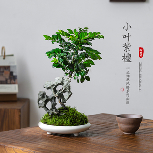 小叶紫檀盆栽诧寂风室内桌面客厅办公室好养花卉绿植中式造景摆件