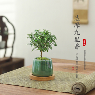 达摩九里香七里香迷你拇指微景观趣味书茶几桌面绿植盆栽四季常青