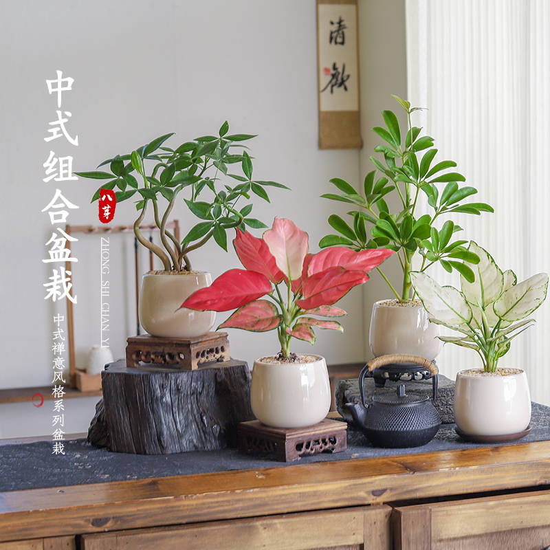 发财树客厅室内好养易活