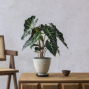 大仙女海芋盆栽植物懒人好养办公室内客厅盆景好养侘寂风意式 绿植