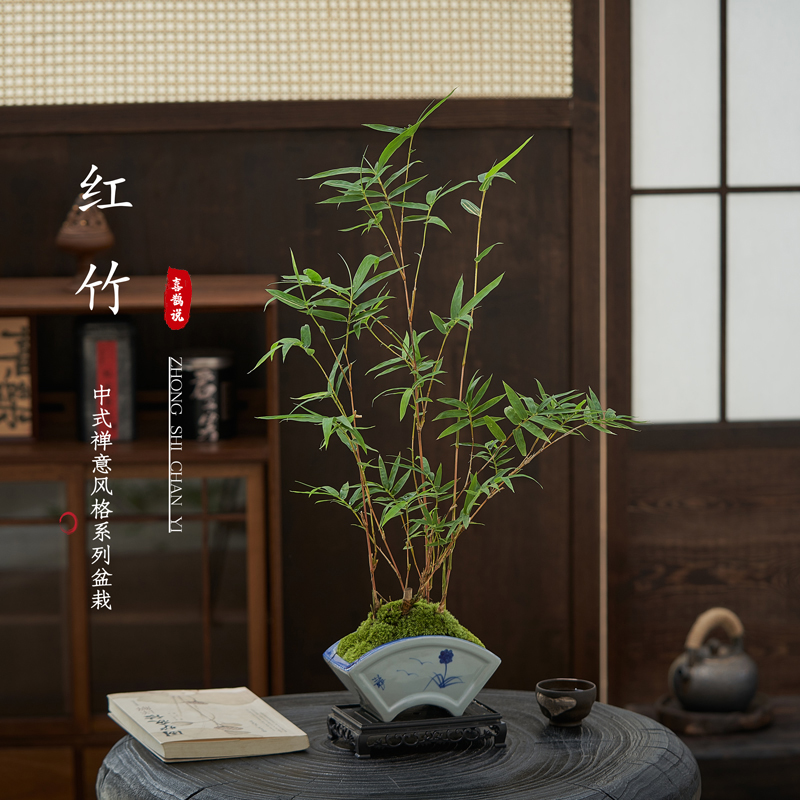 红竹桌面茶室四季常青
