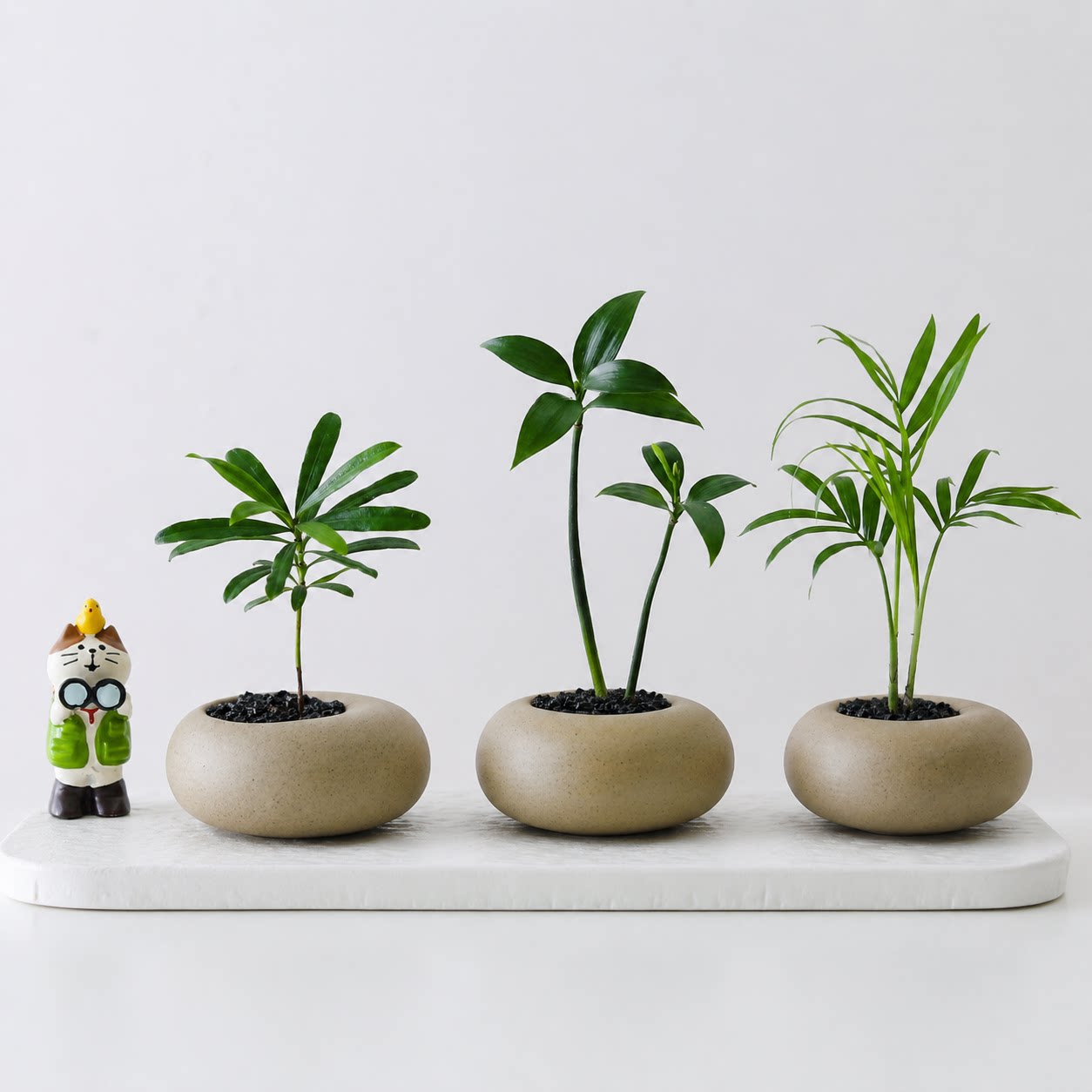 达摩九里香盆栽创意迷你拇指工位绿植物四季常青室内客厅桌面花卉