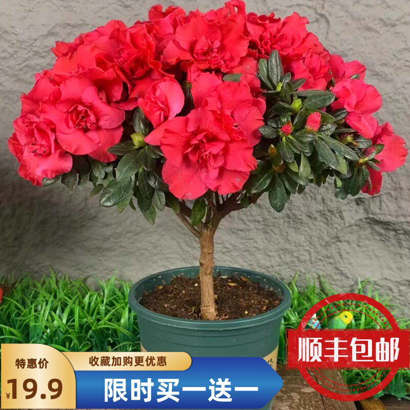 杜鹃花盆栽带花苞室内四季开花阳台客厅大棵十大名花好养易绿植