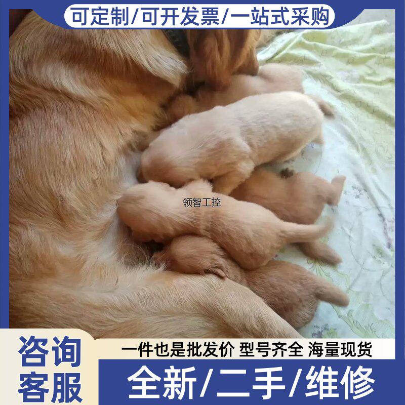 议价金毛,6月13号生,公母都有 ,狗爸狗妈都是纯金毛 新蔡