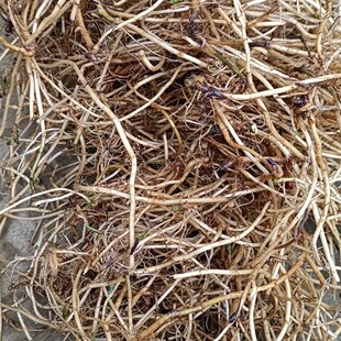 野生老艾根五月老艾根新鲜中药材小叶艾根500g艾头