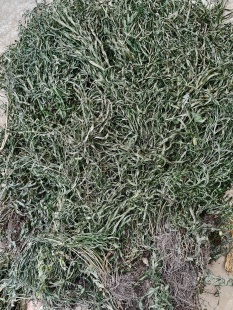 中药材大山凤尾草鸡爪草鸡脚草新鲜晒干凤凰草金鸡尾井栏草金鸡尾