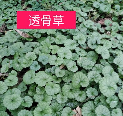 广西桂林透骨消新鲜天然驳骨消透骨草中草药接骨消四方茎