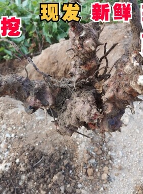 现挖野生菝葜根金刚藤根金刚刺铁菱角泡酒利湿助牛皮藓1000g包邮