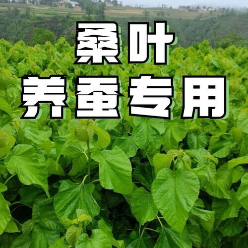 现摘新鲜桑叶蚕宝宝活体蚕卵桑蚕鲜桑叶桑蚕学生喂养蚕蚕叶嫩桑叶