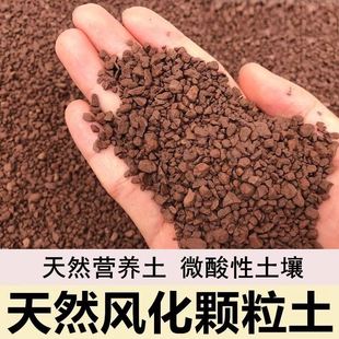 小叶簕竹专用土盆景专用风化土勒竹河沙种植土壤竹子专用土赤玉土
