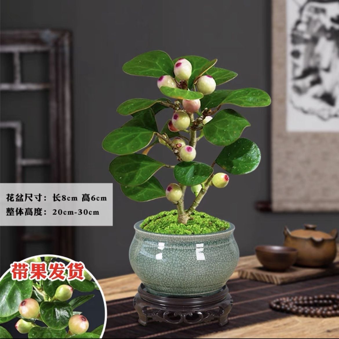 小盼菩提树带果盆栽阳台