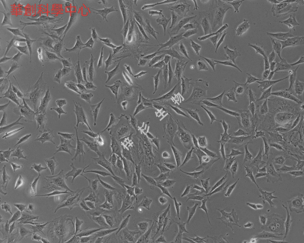 小鼠胚胎成纤维细胞（BALB/C 3T3）培养基套装（种属鉴定正确）