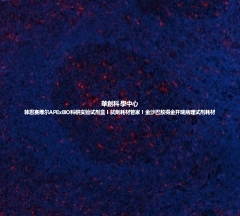 BioLegend纯化抗人CD68抗体,Purified anti-human CD68 Ab,375602